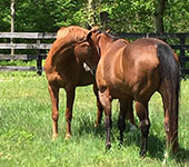 Valley View Farm - Sunny and Faith