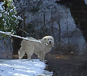 Valley View Farm - Cinco