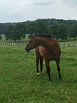 Valley View Farm - Horse