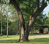 Valley View Farm - Tree