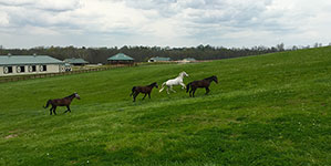 Valley View Farm - Running Uphill