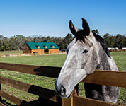 Valley View Farm - Horse