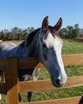 Valley View Farm - Horse