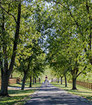 Valley View Farm - Lane