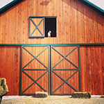 Valley View Farm - Rebel Guarding the Hay Barn